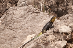 Sceloporus oberon