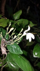 Rhinacanthus