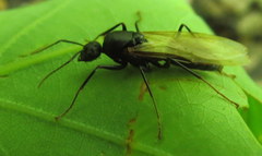 Camponotus