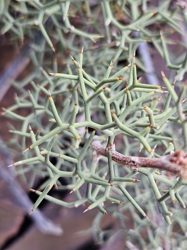 Flinders Range Hakea (Hakea ednieana)