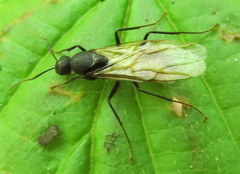 Camponotus