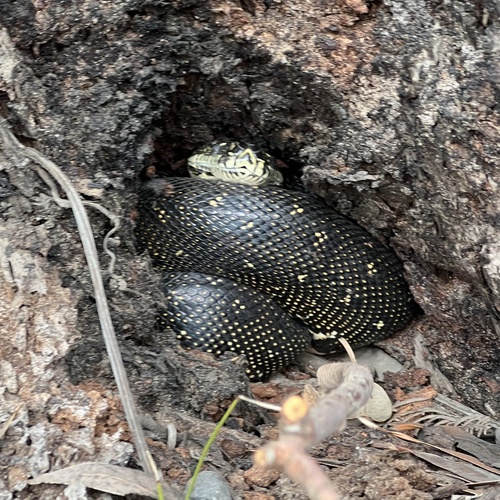 Diamond Python sighting