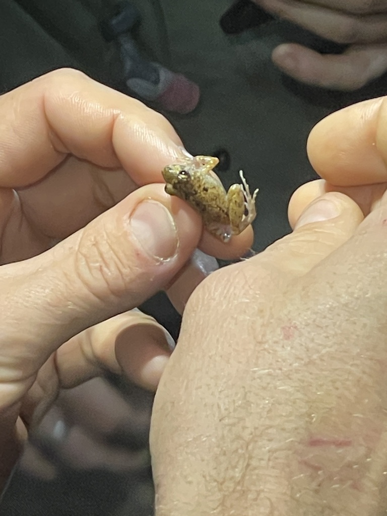 La Paz Robber Frog