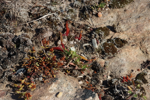 Image of Delosperma lineare by (c) Tony Rebelo, some rights reserved (CC BY-SA)