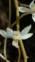 Aerangis stylosa image