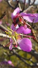 Dichaetanthera
