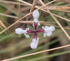 Stachys rigida quercetorum