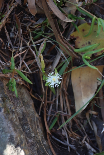 Image of Delosperma lineare by (c) Tony Rebelo, some rights reserved (CC BY-SA)