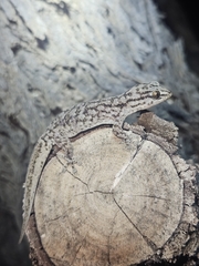 Eastern Tree Dtella photo 3