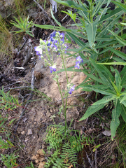 Polemonium acutiflorum