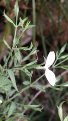Justiciinae