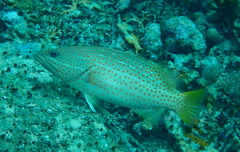 Anyperodon leucogrammicus