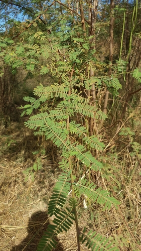 Sesbania rostrata image