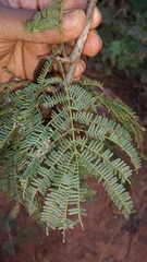 Albizia bernieri