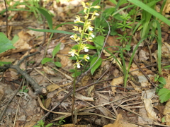 Oreorchis patens
