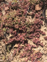 Chorizanthe polygonoides longispina