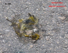 Setophaga petechia rufivertex