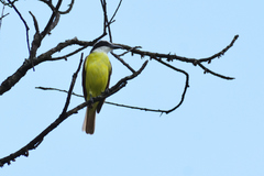 Pitangus sulphuratus