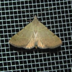 Hemeroplanis rectalis