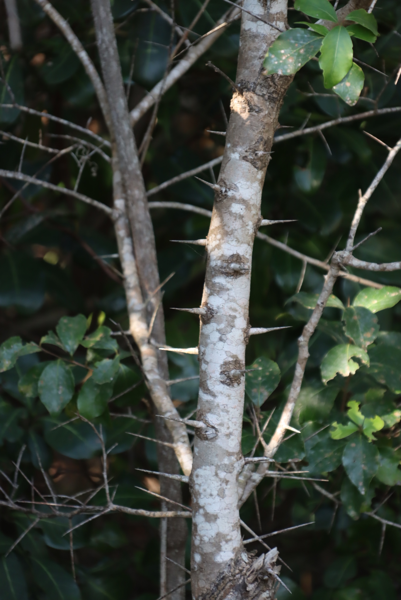 Kei Redpear (Scolopia flanaganii)