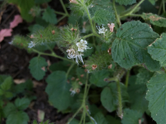 Phacelia malvifolia