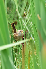 Cistothorus platensis