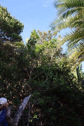 Image of Scolopia flanaganii by (c) Tony Rebelo, some rights reserved (CC BY-SA)