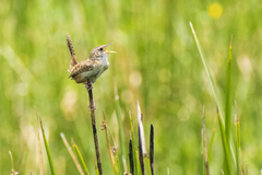 Cistothorus platensis