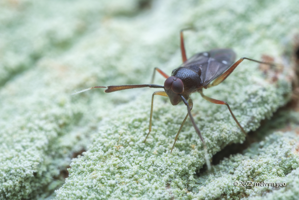 Sophianus