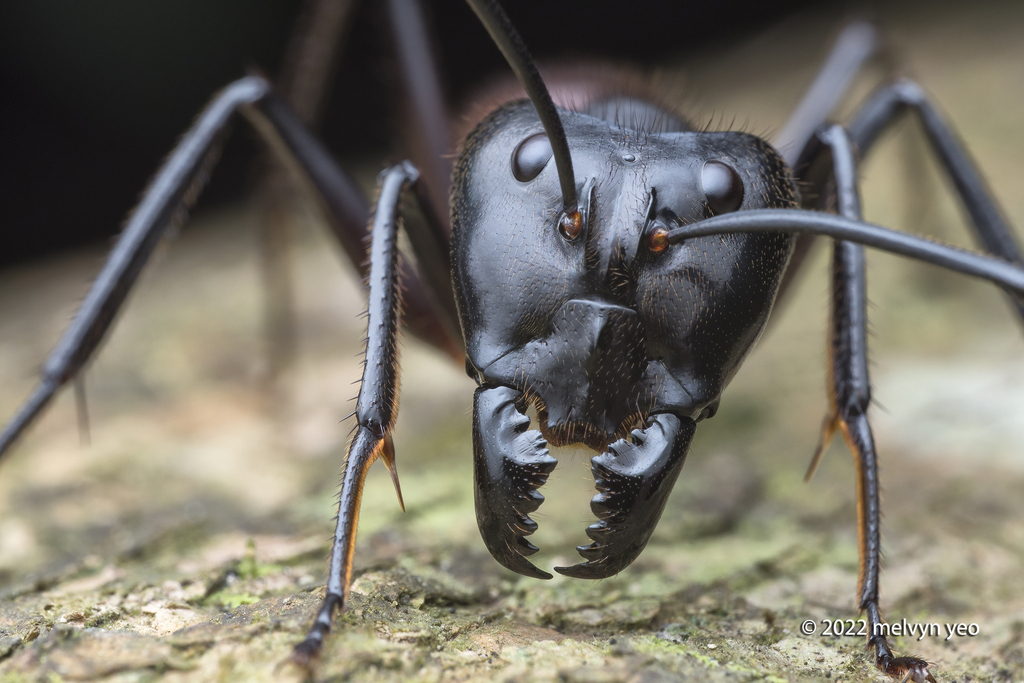 (スー)ANT★REX Researchers find oldest ant known to science—113-million-year-old