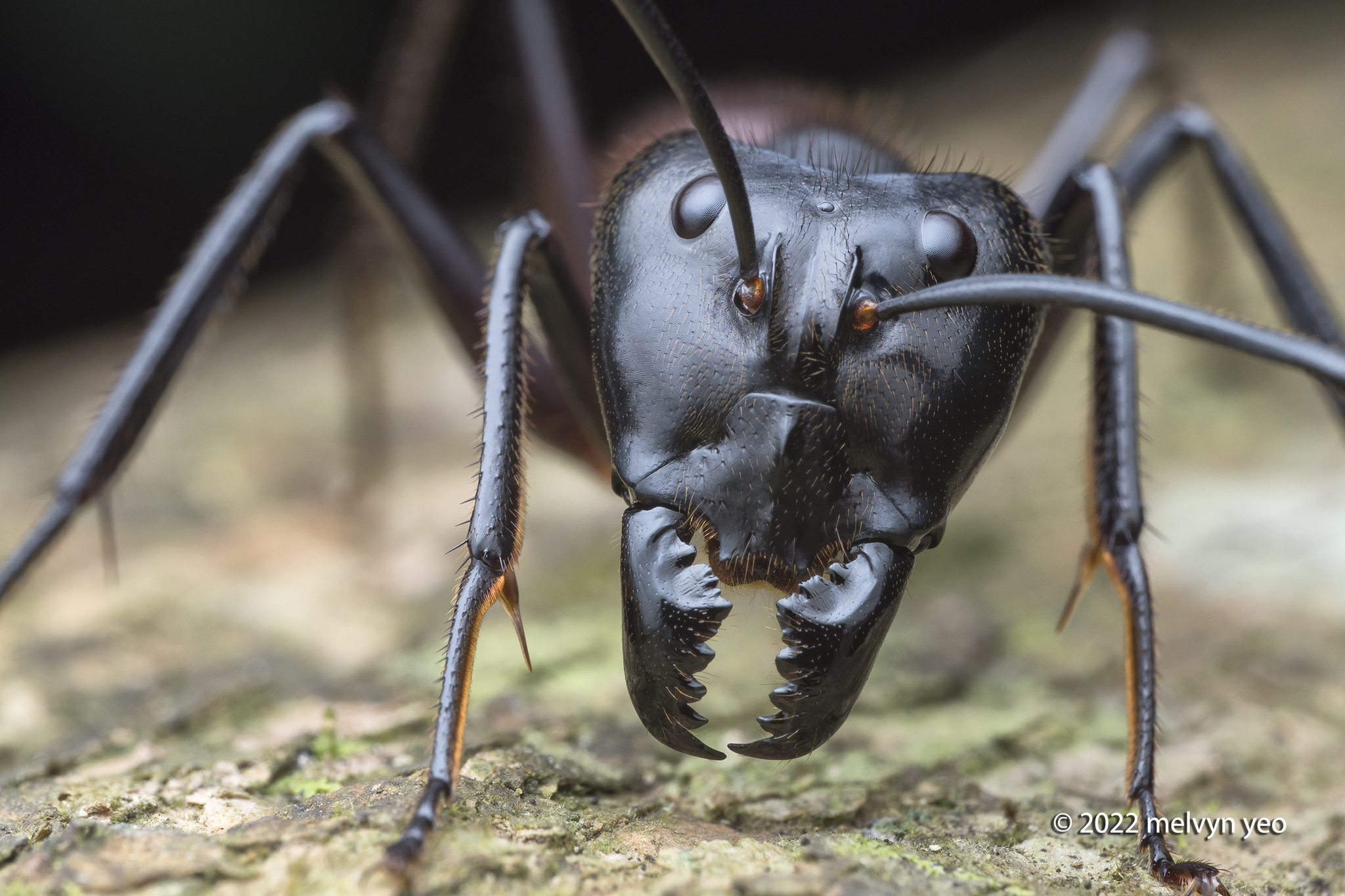 ant New ant species discovered in the Amazon likely represents oldest