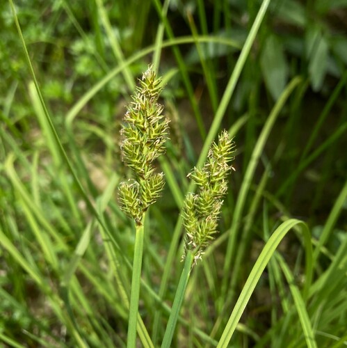 Carex arcta