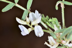 Astragalus geyeri