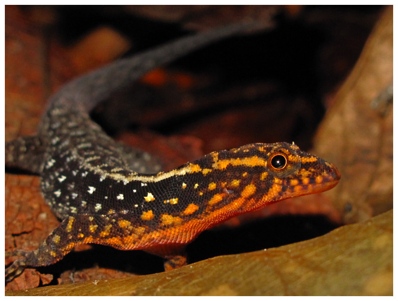 Haseman's Gecko