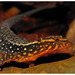 Haseman's Gecko - Photo (c) Pedro Ivo, some rights reserved (CC BY-NC), uploaded by Pedro Ivo
