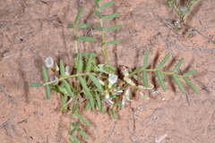 Astragalus geyeri