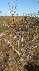 Dichaetanthera