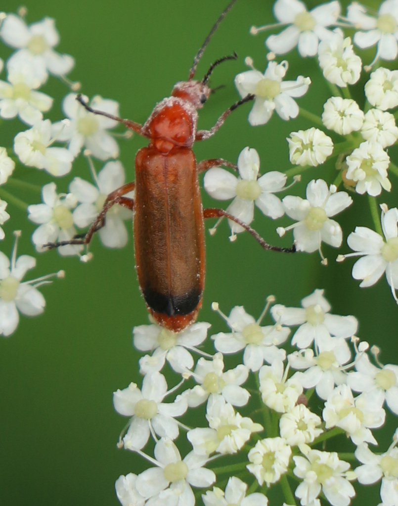 Common red soldier beetle (Rhagonycha fulva)