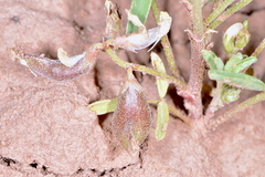 Astragalus geyeri