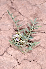 Astragalus geyeri