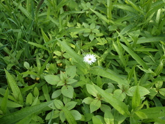 Stellaria radians