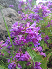Penstemon serrulatus