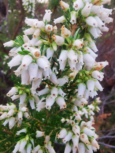 Image of Erica afra by (c) Barbara le Roux, some rights reserved (CC BY-SA)