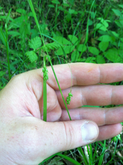 Carex formosa
