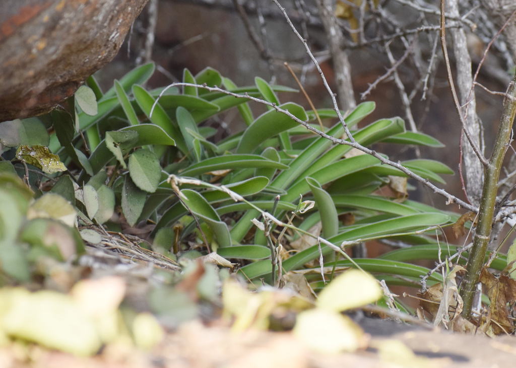 Haemanthus pauculifolius, Umkhanyakude, ZA-NL, ZA