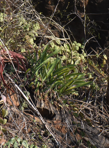 Haemanthus pauculifolius