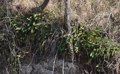 Haemanthus pauculifolius