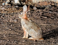 Sylvilagus cunicularius