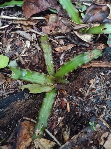 Foto de Língua-de-serpente