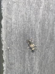 Atomosia melanopogon